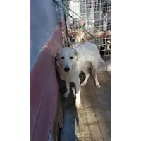 Foto dell\'animale COMUNE DI MONTECALVO IRPINO - 380260044433031