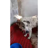Foto dell\'animale COMUNE DI MONTECALVO IRPINO - 380260044434391