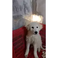 Foto dell\'animale COMUNE DI MONTECALVO IRPINO - 380260044434440
