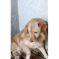 Foto dell\'animale COMUNE DI MONTECALVO IRPINO - 380260044434439
