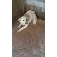 COMUNE DI MONTECALVO IRPINO - 380260044433713