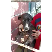 Foto dell\'animale COMUNE DI MIRABELLA ECLANO - 380260044960867