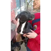 Foto dell\'animale COMUNE DI MIRABELLA ECLANO - 380260044960591