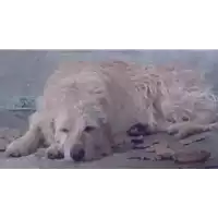 Foto dell\'animale COMUNE DI SERINO - 380260044960017