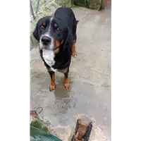 Foto dell\'animale COMUNE DI BISACCIA - 380260102322660