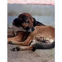 Foto dell\'animale COMUNE DI TAURASI - 380260044961143