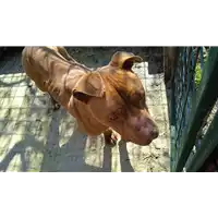 Foto dell\'animale COMUNE DI SERINO - 380260044951102