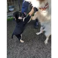 Foto dell\'animale COMUNE DI MONTEFORTE IRPINO - 380260044959456