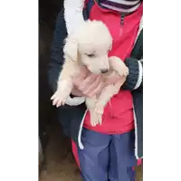 Foto dell\'animale COMUNE DI SAN MICHELE DI SERINO - 380260044950476