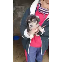 Foto dell\'animale COMUNE DI SAN MICHELE DI SERINO - 380260044950705