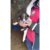 Foto dell\'animale COMUNE DI SAN MICHELE DI SERINO - 380260044951387