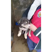 Foto dell\'animale COMUNE DI SAN MICHELE DI SERINO - 380260044951183