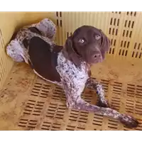 Foto dell\'animale COMUNE DI TEORA - 380260044961100