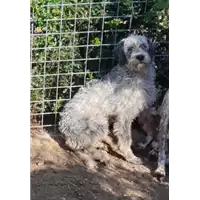 Foto dell\'animale COMUNE DI TEORA - 380260044978412