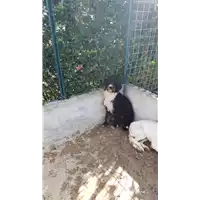 Foto dell\'animale COMUNE DI TEORA - 380260044977588