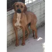 Foto dell\'animale COMUNE DI TEORA - 380260044978009