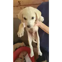 Foto dell\'animale COMUNE DI FLUMERI - 380260044432348