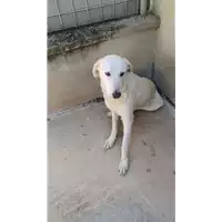 Foto dell\'animale COMUNE DI FLUMERI - 380260044977767