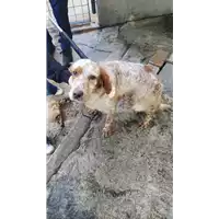 Foto dell\'animale COMUNE DI FLUMERI - 380260044977649