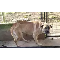 Foto dell\'animale COMUNE DI SANTA PAOLINA - 380260044957477