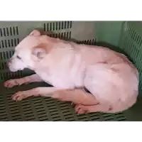 Foto dell\'animale COMUNE DI AQUILONIA - 380260043815797