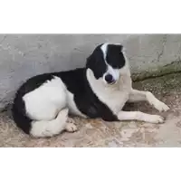 Foto dell\'animale COMUNE DI AQUILONIA - 380260044961259