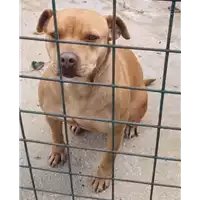 Foto dell\'animale COMUNE DI AQUILONIA - 380260044959342