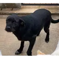 Foto dell\'animale COMUNE DI ARIANO IRPINO - 380260041499859