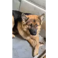 Foto dell\'animale COMUNE DI FLUMERI - 380260044968526