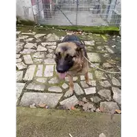 Foto dell\'animale COMUNE DI VOLTURARA IRPINA - 380260045182059