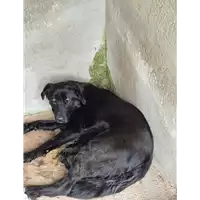Foto dell\'animale COMUNE DI GROTTAMINARDA - 380260044961116