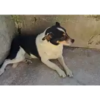Foto dell\'animale COMUNE DI MIRABELLA ECLANO - 380260044951140