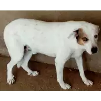 Foto dell\'animale COMUNE DI LAVIANO - 380260042968155