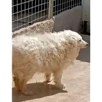 Foto dell\'animale COMUNE DI LAVIANO - 380260042339962
