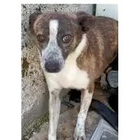 Foto dell\'animale COMUNE DI LAVIANO - 380260041399525