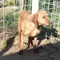 Foto dell\'animale COMUNE DI ARIANO IRPINO - 380260043206441