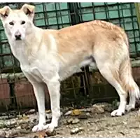 Foto dell\'animale COMUNE DI ARIANO IRPINO - 380260043172641