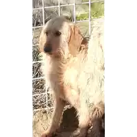 Foto dell\'animale COMUNE DI ARIANO IRPINO - 380260043222892