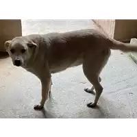 Foto dell\'animale COMUNE DI PRATOLA SERRA - 380260041762863