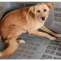 Foto dell\'animale COMUNE DI ARIANO IRPINO - 380260043168325