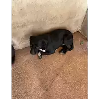 Foto dell\'animale COMUNE DI SAN MICHELE DI SERINO - 380260043158210