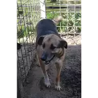 Foto dell\'animale COMUNE DI ARIANO IRPINO - 380260042485655