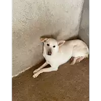 Foto dell\'animale COMUNE DI SAN MICHELE DI SERINO - 380260042481682
