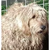 Foto dell\'animale COMUNE DI ARIANO IRPINO - 380260043207179