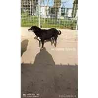 Foto dell\'animale COMUNE DI STURNO - 941000001582635