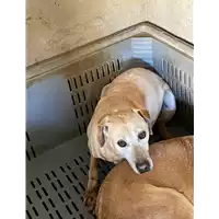 Foto dell\'animale COMUNE DI SERINO - 380260043164500