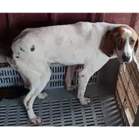 Foto dell\'animale COMUNE DI SERINO - 380260043157749