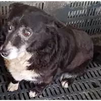 Foto dell\'animale COMUNE DI SERINO - 380260043224202