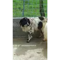 Foto dell\'animale COMUNE DI BISACCIA - 380260043206926