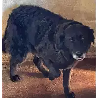 Foto dell\'animale COMUNE DI SERINO - 380260041158770